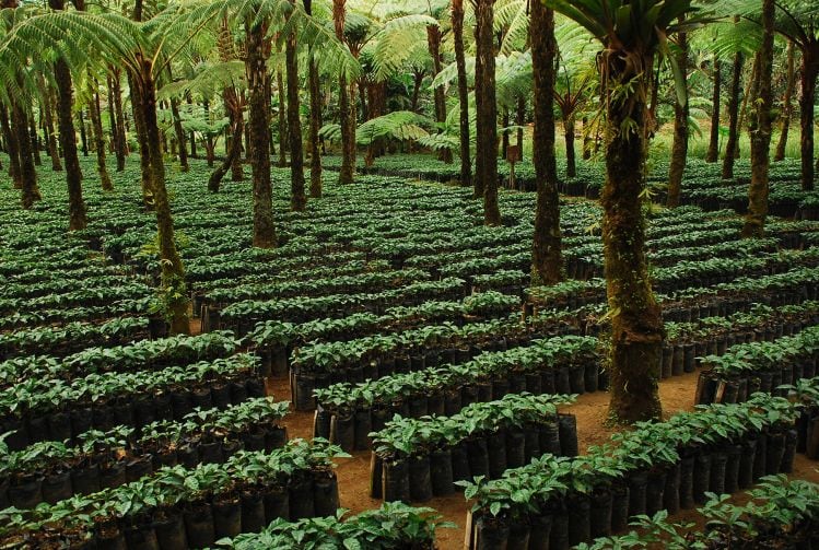 GUEST-ARTICLE-We-must-redesign-farm-systems-to-enhance-biodiversity-and-store-carbon-in-the-biomass-and-soil.jpg