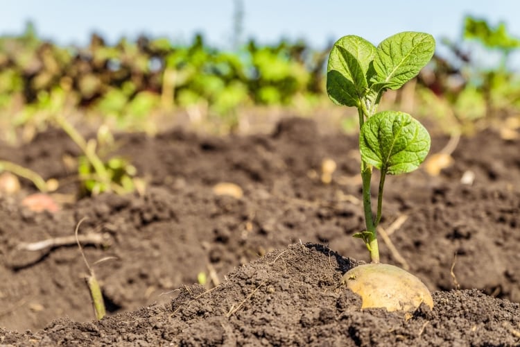 UK-China seed potato deal secured