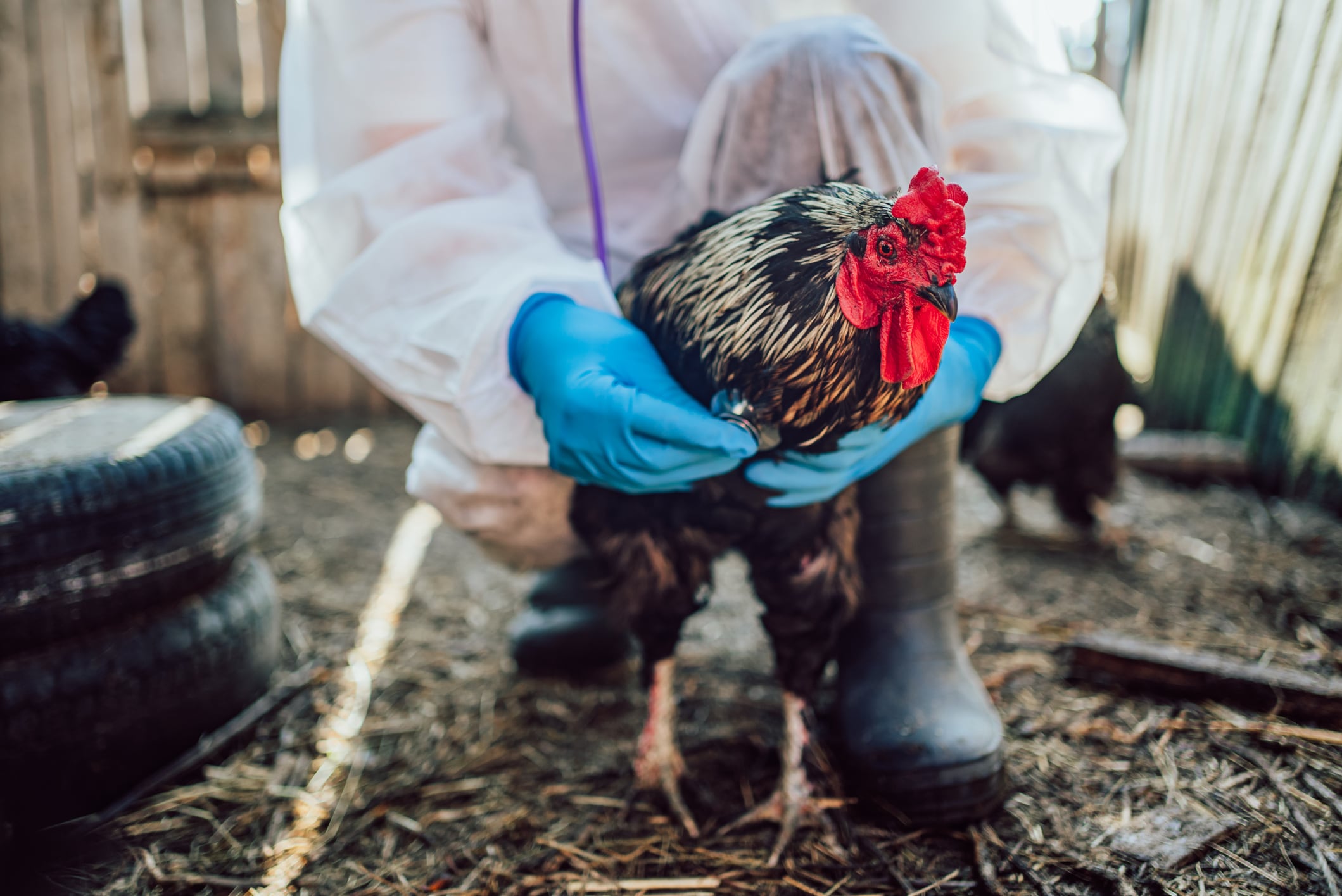 Rapid bird flu spread needs ramped up biosecurity response