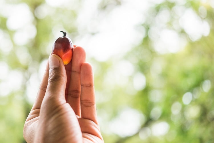 What do Millennials think of palm oil? Nestlé investigates