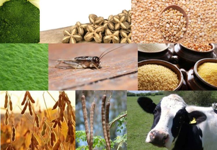 Talking-protein-with-Glanbia-Nutritionals-It-s-a-time-of-trial-and-experimentation.jpg