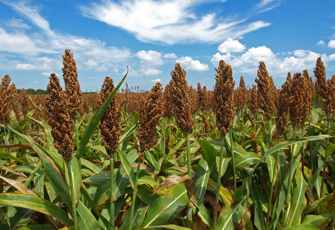 Prebiotic-potential-of-high-tannin-sorghum-strains-quantified-in-study.jpg