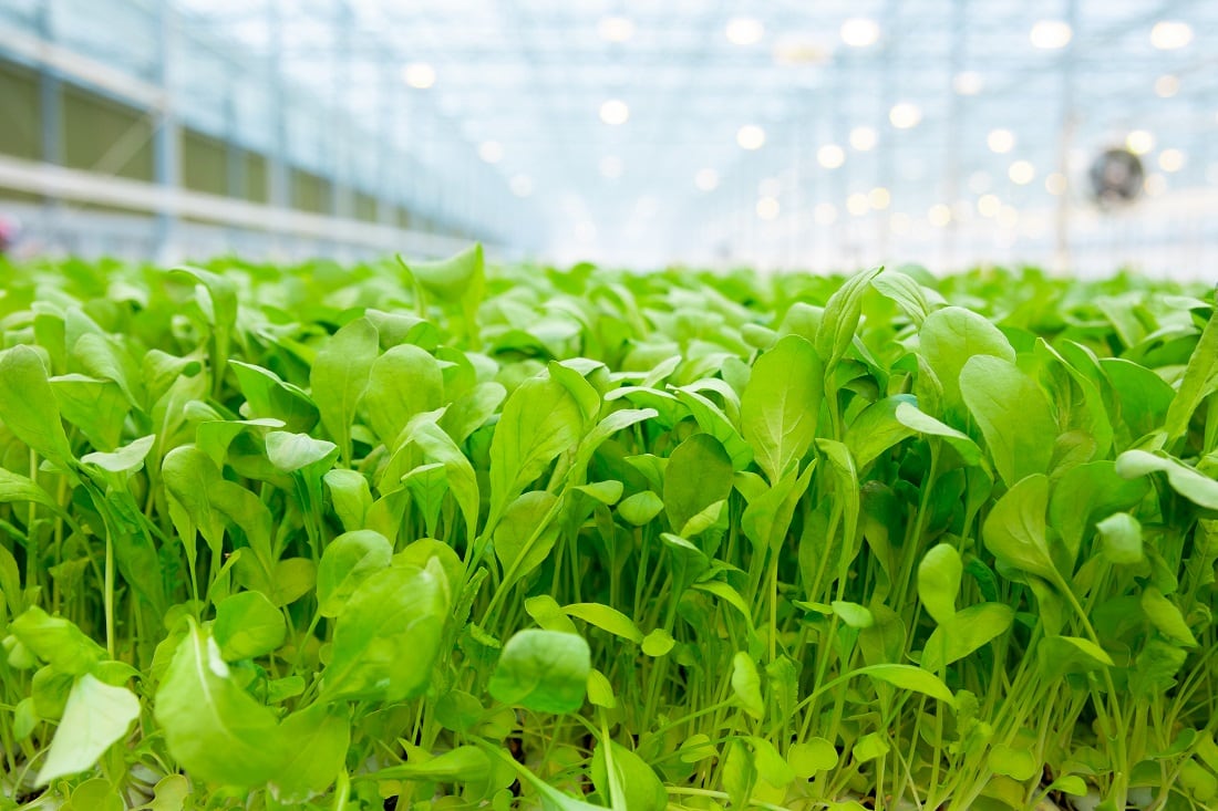BrightFarms-acquired-by-Cox-Enterprises.jpg