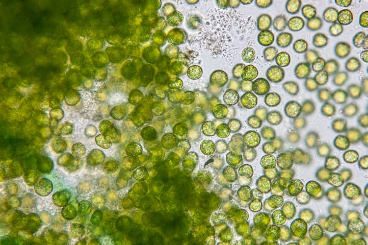 algae-Sinhyu.jpg