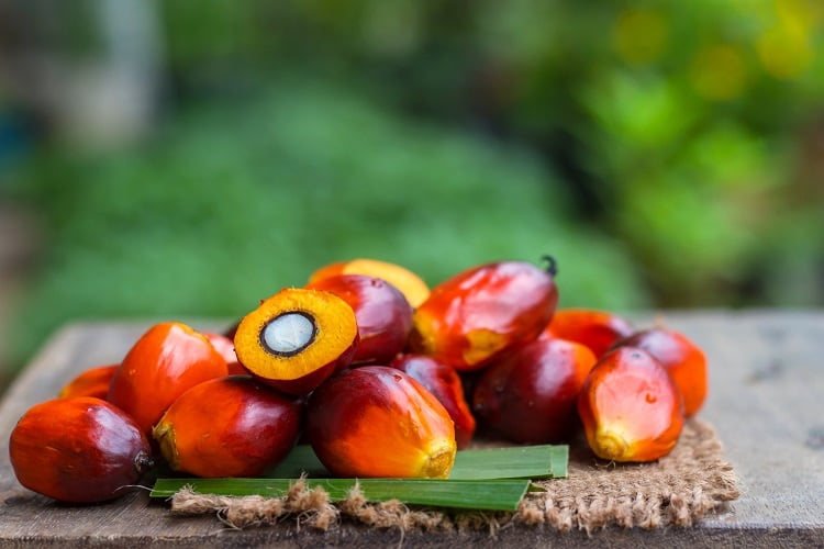 Researchers-warn-against-palm-oil-ban-due-to-large-economic-losses-and-risk-of-even-bigger-environmental-problems.jpg