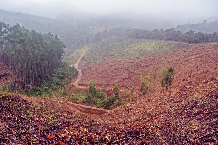 EU urged to stop Mercosur trade talks over Brazilian deforestation