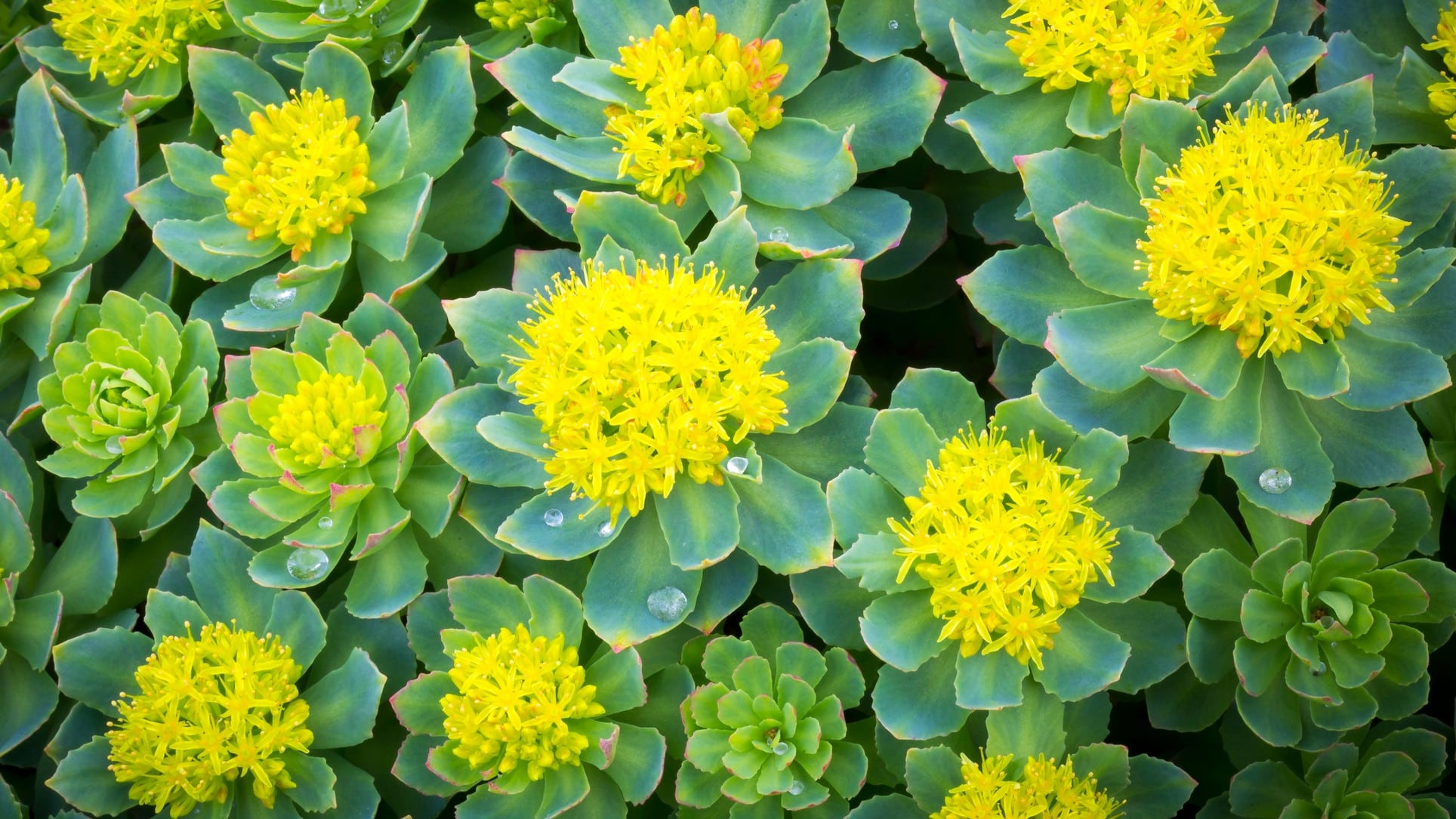 Confusion abounds for adaptogens, says expert