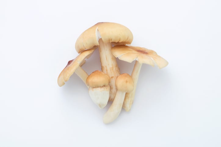 Researchers to investigate termite mushrooms as new food source