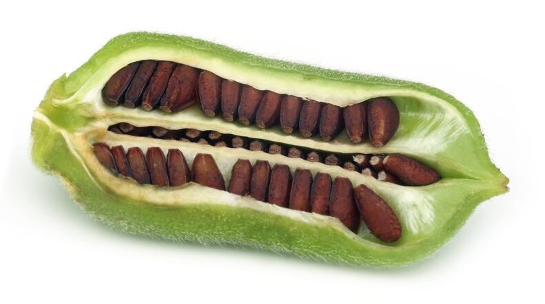 sesame-pod-black-bdspn.jpg