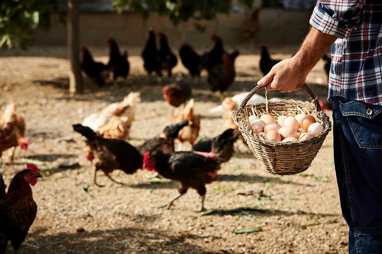 How did PFAS contaminate the organic egg supply chain? Feed suppliers weigh in