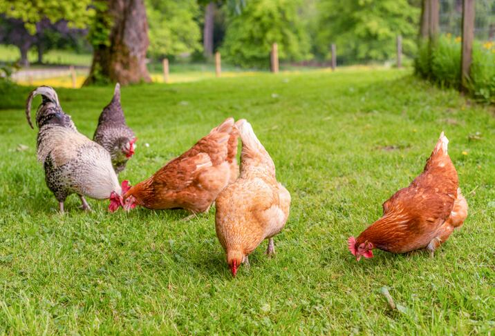 Organic-Trade-Association-promises-all-out-effort-to-block-latest-threat-to-proposed-animal-welfare-standards-update.jpg