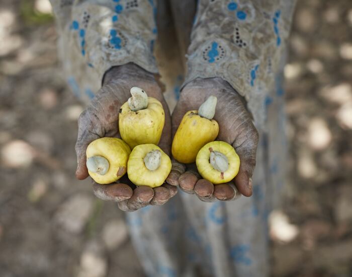 Olam-cashew-farmer.png