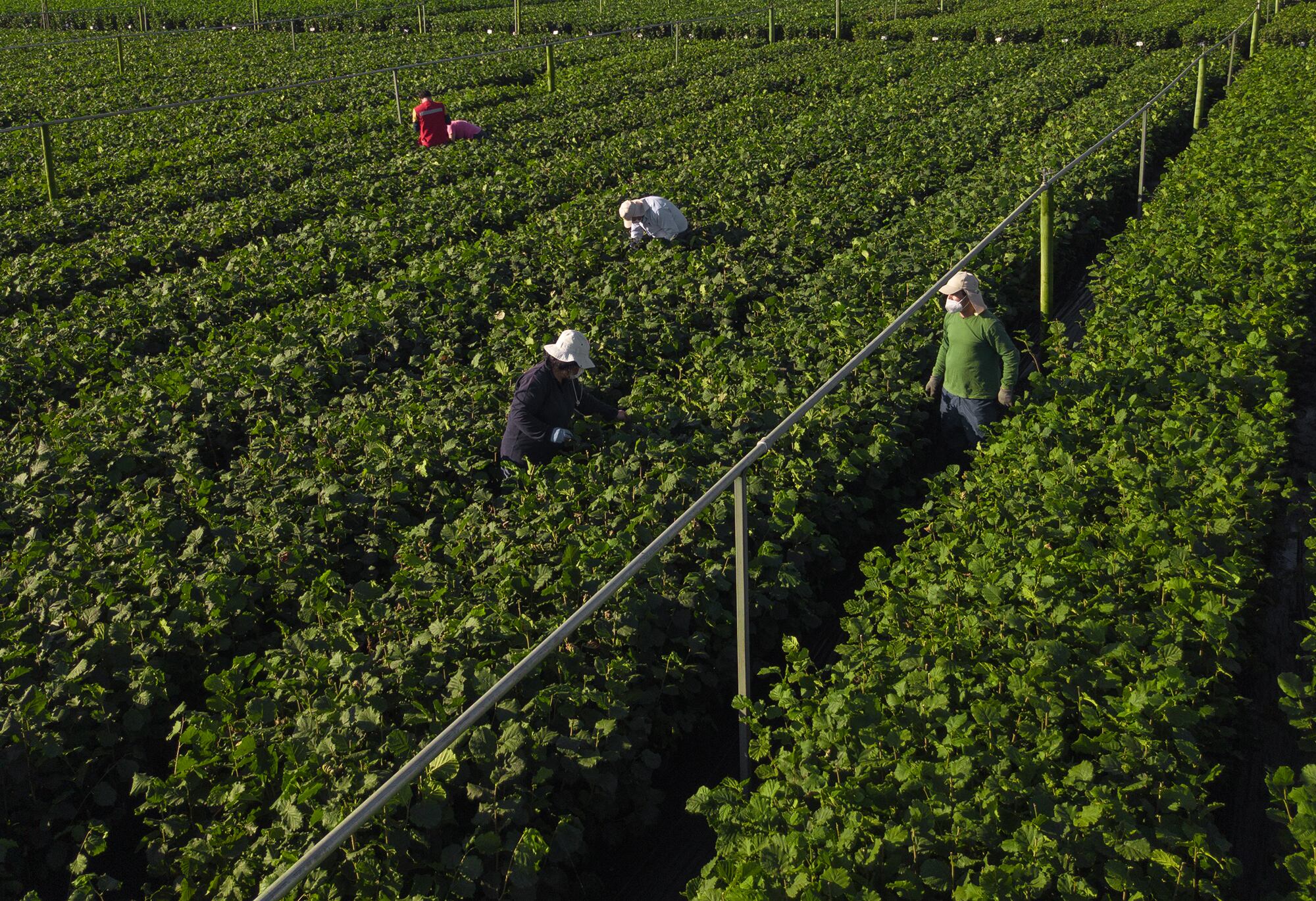 Ferrero advances certified sourcing and supplier compliance 