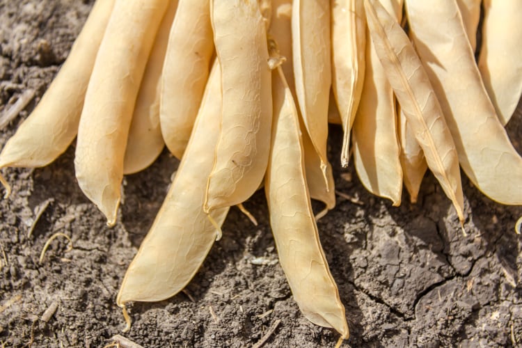 Meatless Farm, Equinom tie-up on high-protein yellow pea: ‘Food companies have merely scratched the surface when it comes to yellow peas’