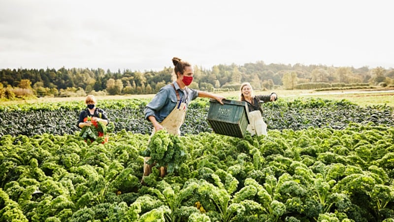 Safety-assured-Australian-food-supply-not-contaminated-by-chemicals-in-foam-used-to-fight-bushfires.jpg