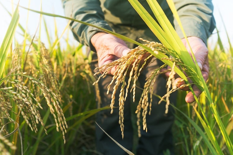 Climate-food-rice-GettyImages-jxfzsy.jpg