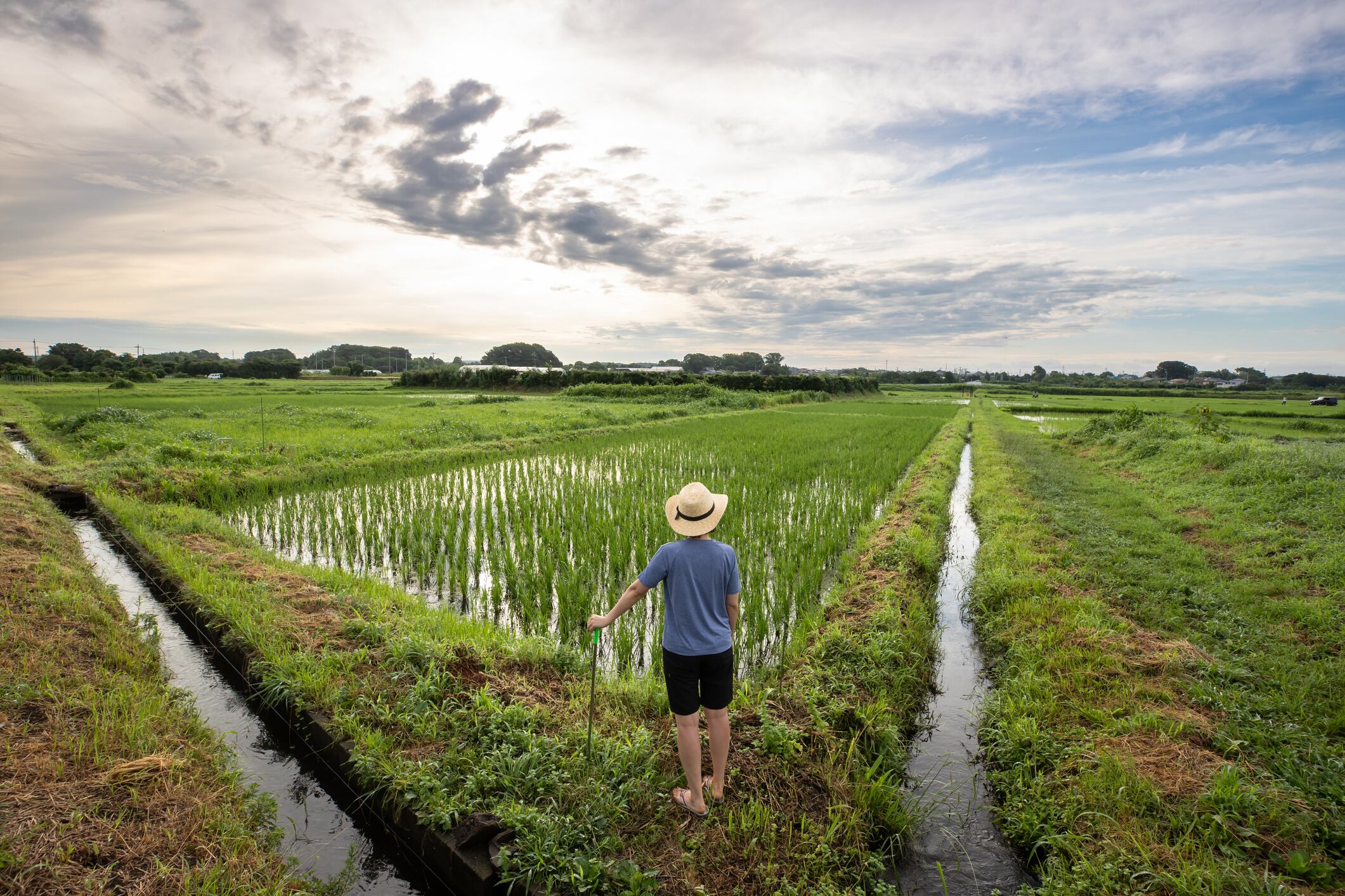 Next steps for Mars’ $20m climate-smart rice initiative
