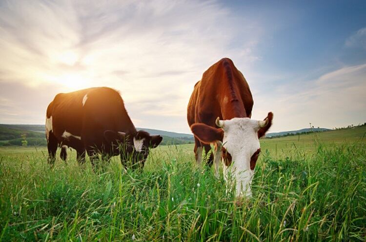 Irish-grass-fed-meat-industry-offered-pasture-certification.jpg