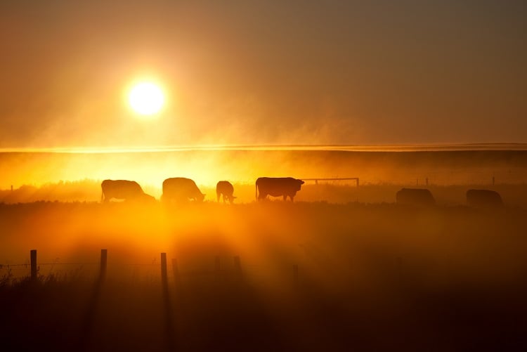 Wiping out animal agriculture could turn back the clock on climate change: ‘A 15-year phaseout is not unrealistic’