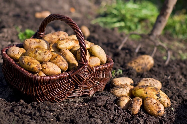 How potatoes are affected by changing climatic conditions