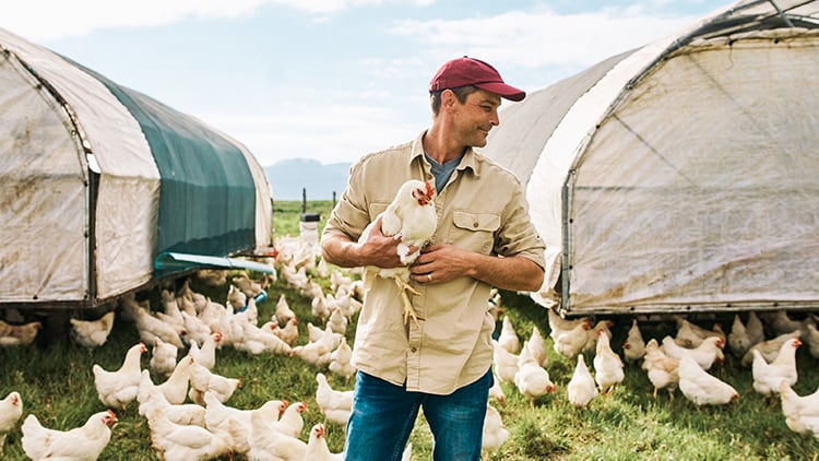 The future of chicken: Are you ready to lead?