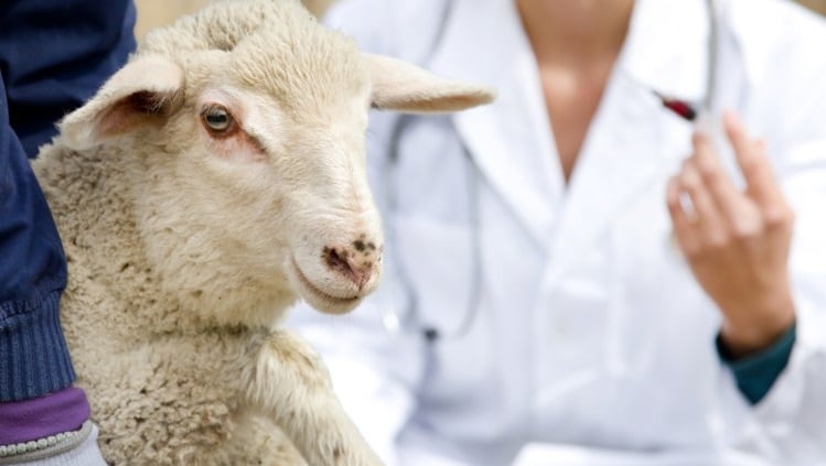 Bluetongue virus detected in sheep imported to UK