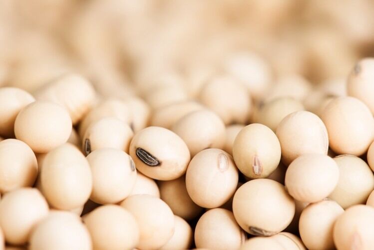 'It's business as usual with extra tension': Plant protein suppliers work to keep factories open