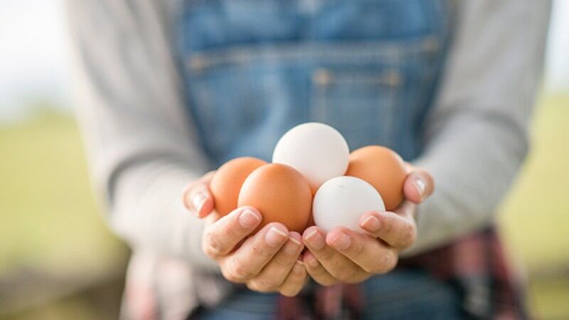 Sunny-side strategy: Malaysia seeks to emulate China’s national cage-free egg policy