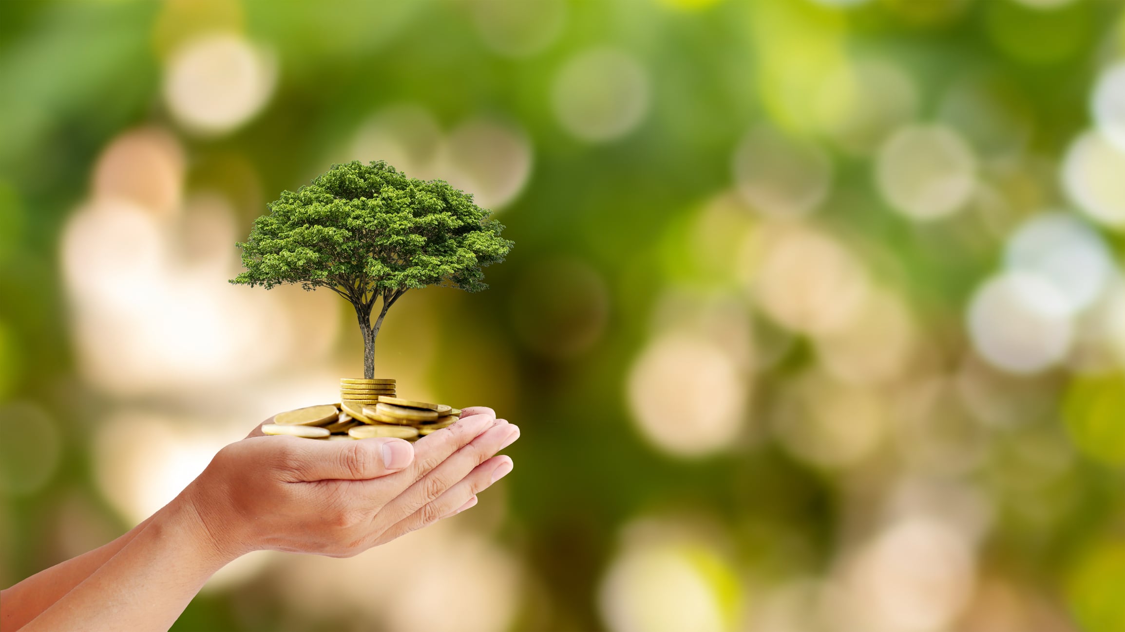 Trees are planted on coins in human hands with blurred natural backgrounds, plant growth ideas, and environmentally friendly investments.