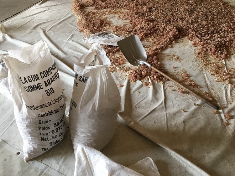 Tapping E414 in Senegal: “This is the ‘grand cru’ of acacia gum”