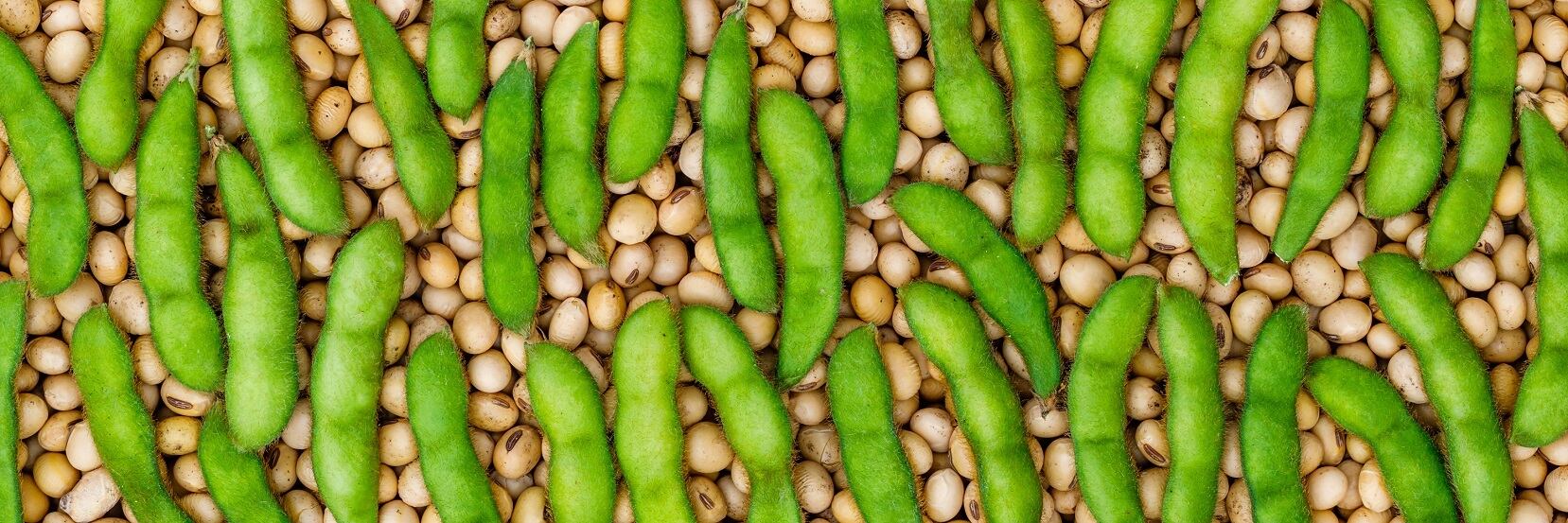 Equinom-nongmo-soy-pic-2.jpg