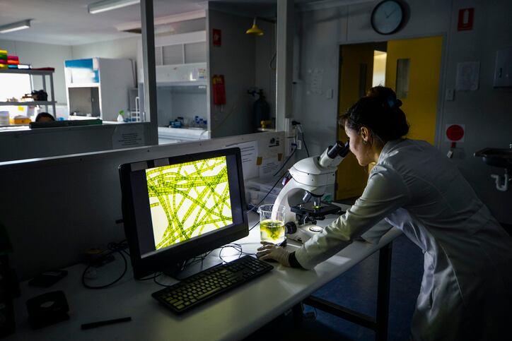 Algae discovery could be used to enhance the productivity of crops