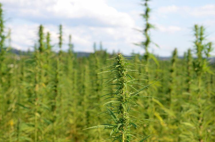 Socati-to-scale-THC-free-full-spectrum-hemp-extract-production.jpg