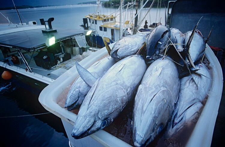 tuna-fishing-moodboard.jpg