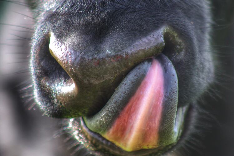 GettyImages-Valster15-cow-lick-mouth.png