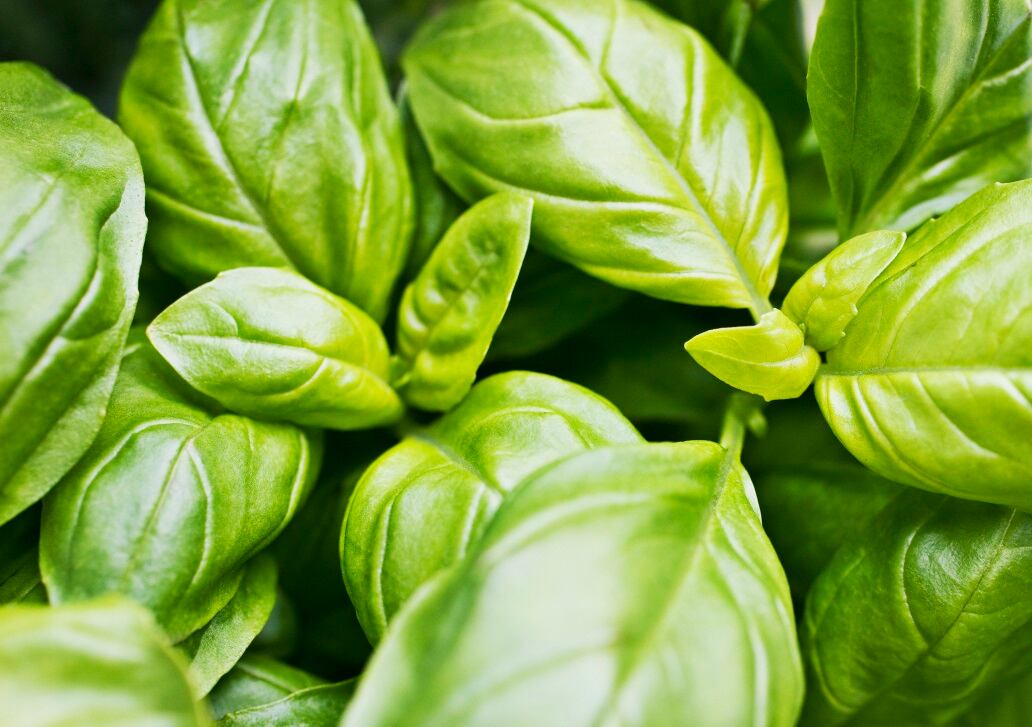 Colruyt's first vertical farm produce - basil
