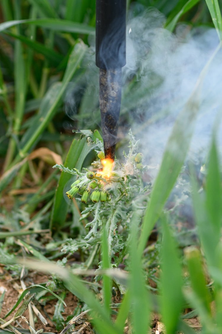 Weed-zapping.jpg