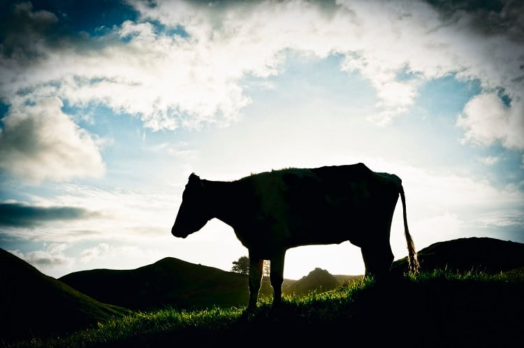 Public investment in alternative proteins is strong, but conventional meat still dominates