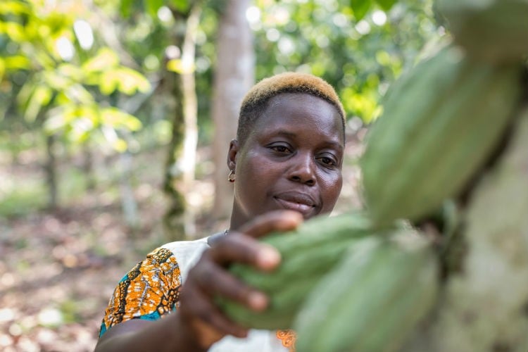 European governments and legislators urged to help cocoa farmers as prices continue to fall in West Africa