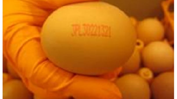 egg-salmonella-poland.png