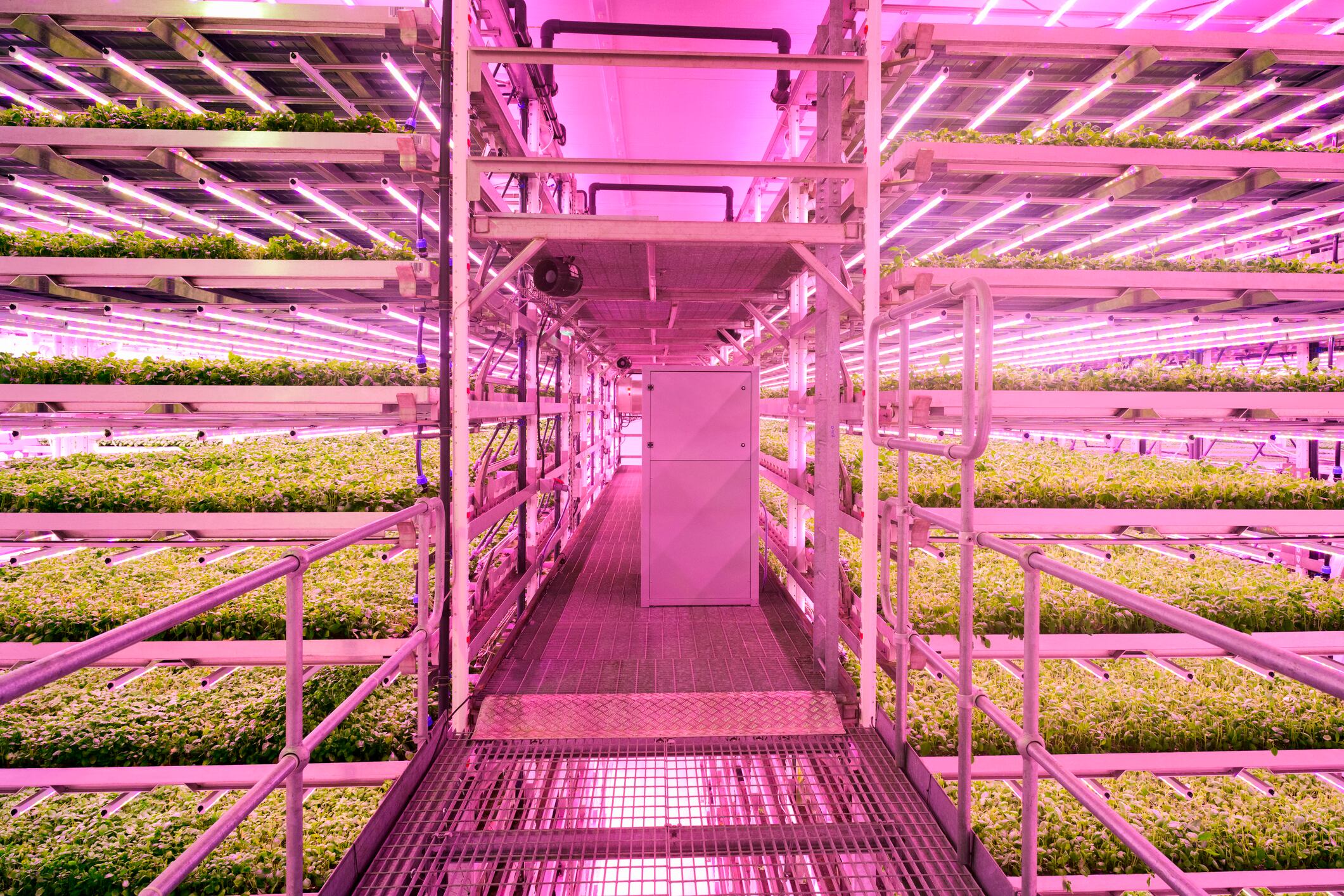 View from elevated walkway of vertical farm growth chamber enriched by LED light and CO2-infused air.