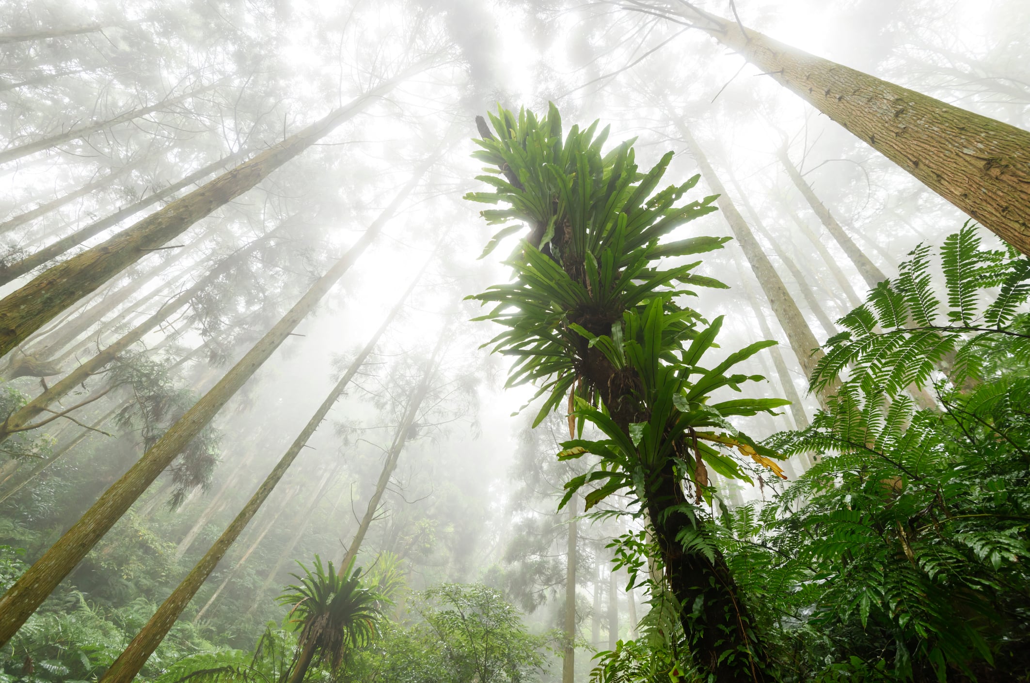 Shot of rainforest full of dense fog