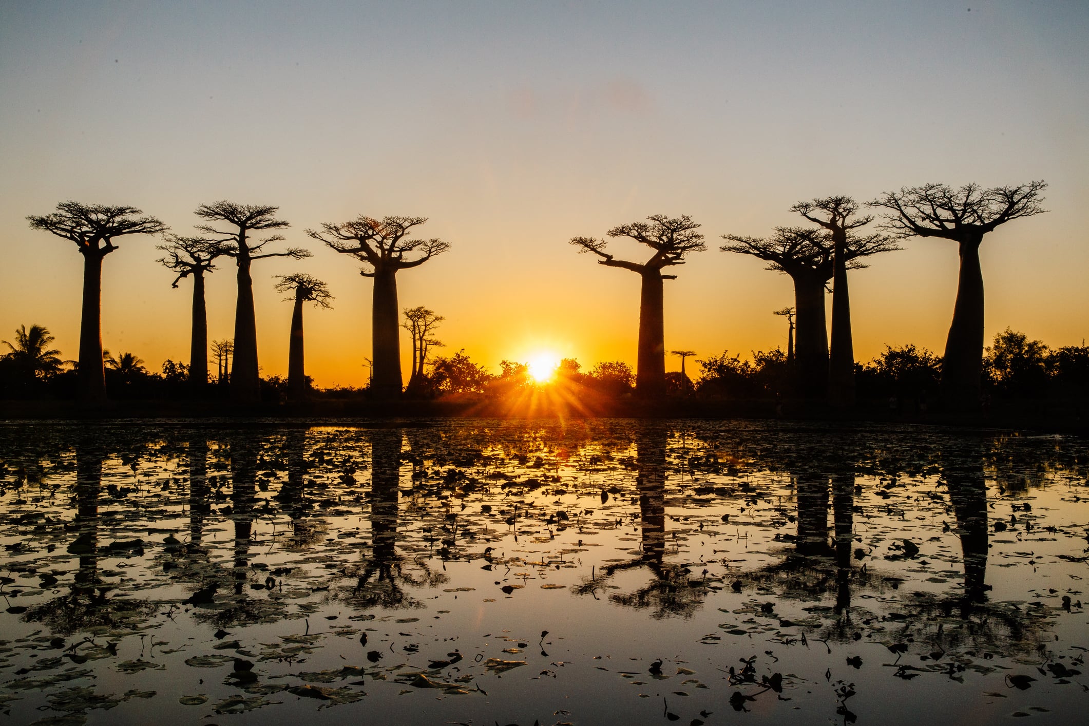 Baobab: A multi-purpose functional powerhouse continues to grow