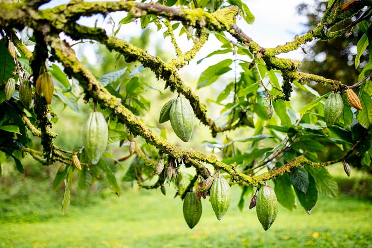 Collaboration over competition? Cocoa companies push for equitable farming