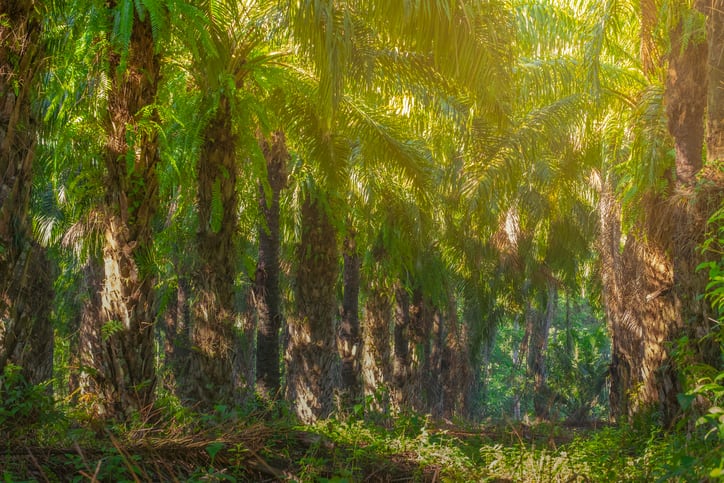 Sustainable-organic-palm-oil-from-Ecuador-Natural-Habitats.jpg