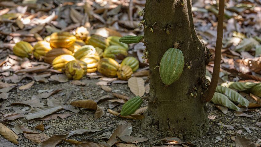 Fairtrade and Earthworm Foundation forge new partnership to combat deforestation