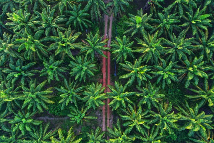Palm oil: Report reveals split supply chain strategy to address EUDR