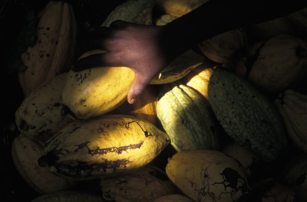 ICI launches new strategy to advance children’s rights across cocoa supply-chain