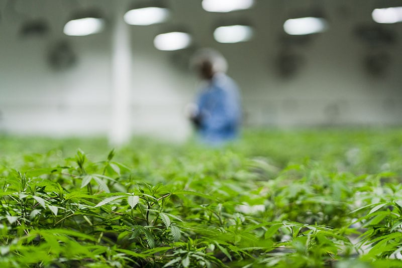 JAY-Z adds some stardust to cannabis-fueled brand Caliva as chief brand strategist
