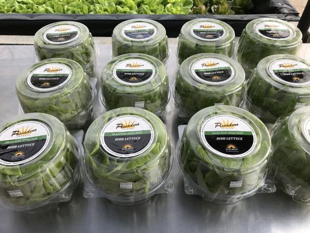 suncrest-lettuces.jpg